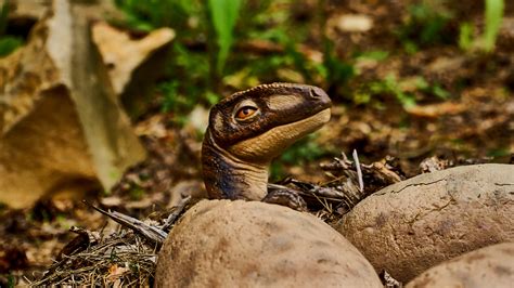 cloning dinosaurs - cloned dinosaur dies.